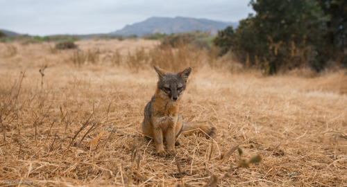 Channel Islands National Park: Santa Cruz IslandWe got to hang out with the cutest little Santa Cruz