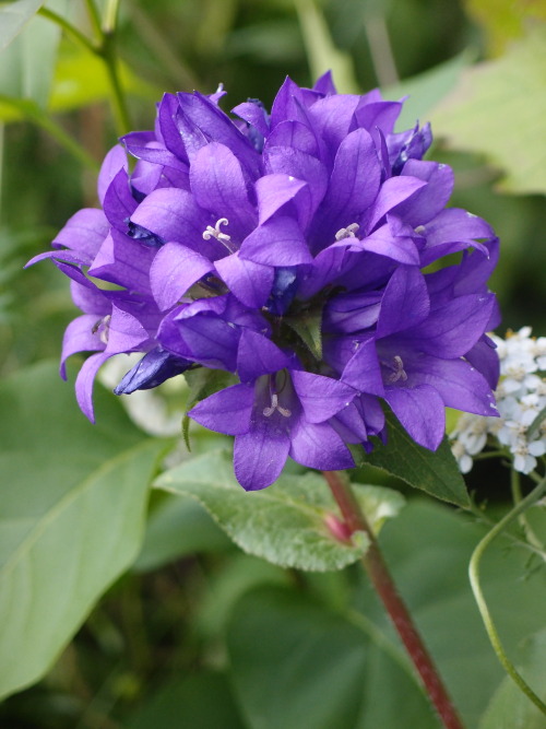 Campanula glomerata — clustered bellflower a.k.a. Dane’s blood