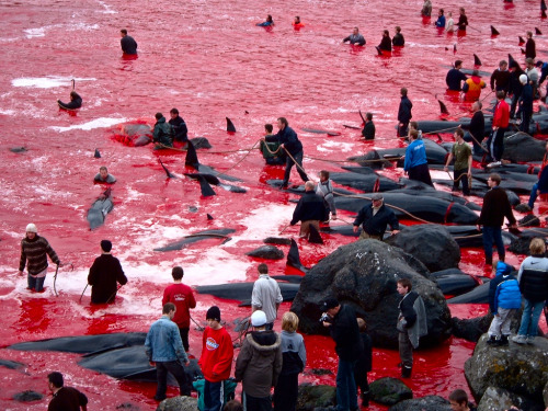 ‘TRADITIONAL TORTURE’ at Faroe Islands !“Grindadráp” (Lattice Killing