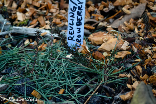 biodiverseed:HØJMOSE: THE RAISED ACIDIC BOG GARDENZone 8 // Denmark // 3 metres x 0.5 metres See Par