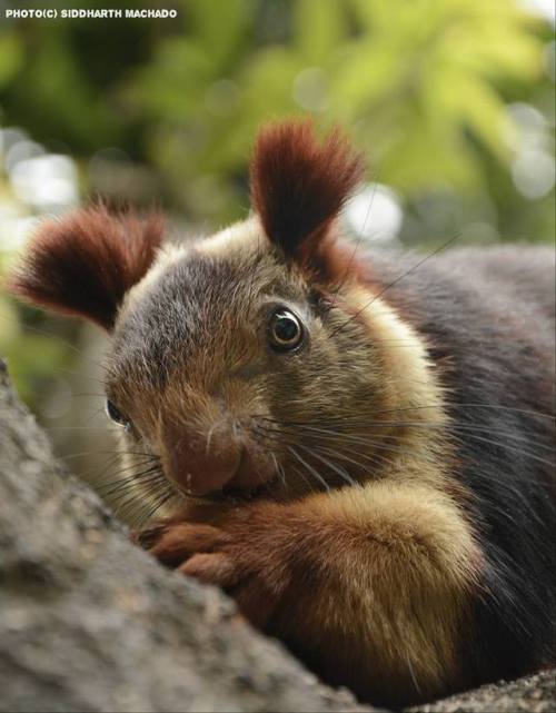  Its time to learn some #FridayFacts about the #MalabarGiantSquirrel:1. The Indian giant squirrel, o