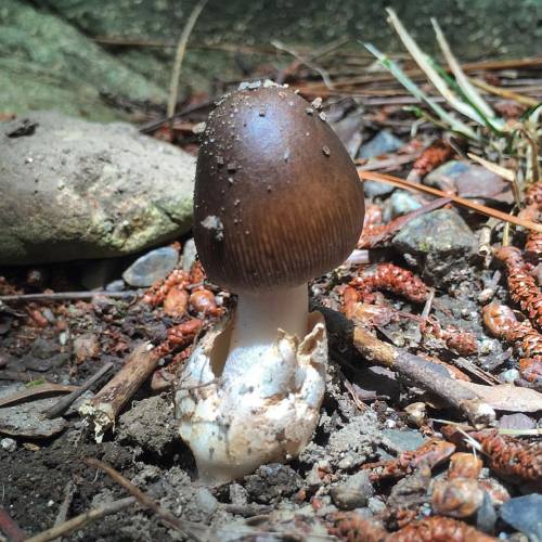 #kinoko #mushroom #fungi #fungus #mycology #instamushroom #キノコ