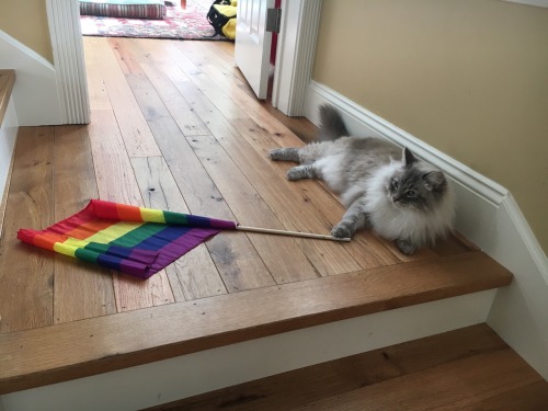 cabbagebagger:  sweet-sapphics:  my cat is the  u l t i m a t e  ally  “Ally”? All cats are gay op