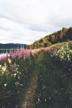 expressions-of-nature:  Norway by Camilla