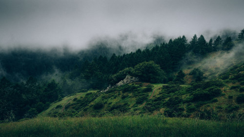 Fog on Forested Hillside by Image Catalog