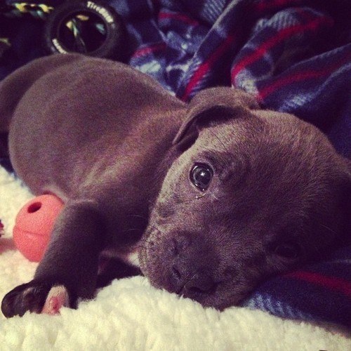 whatthetracy:  PITBULL PUPPIES STEAL MY HEART 