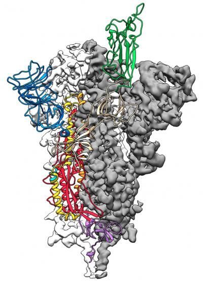 Scientists From Austin Texas Map The Spike Protein Required For Corona Virus Vaccine