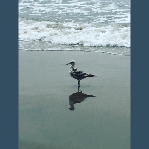 Porn #seagull #gull #beach #surf #pacificocean photos