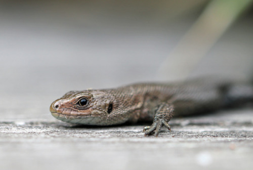 A viviparous lizard or common lizard/skogsödla (Zootoca vivipara).