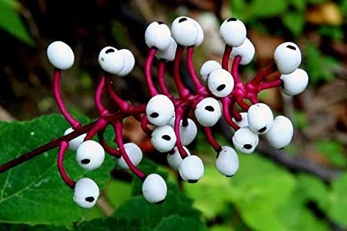 Favorite Fungi / Mushrooms: