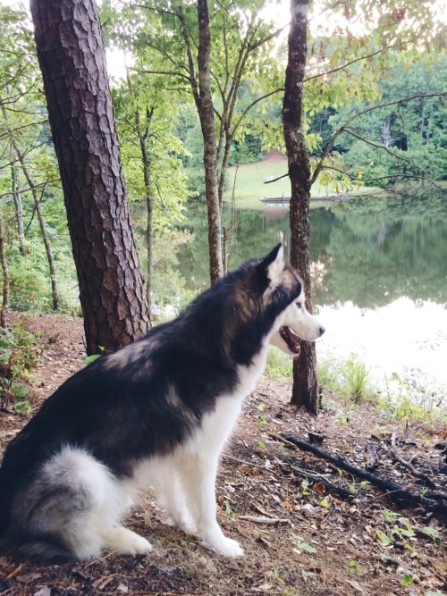 husky dogs