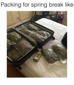 ineedtreez:  RT @TheWeedMann: When im packing ready for spring break…. http://t.co/VBIFZbwNFk