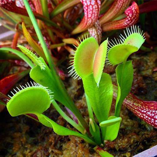 youcanleadahorticulture:  Dionaea muscipula - I’ve had this VFT for 3 years. It survived being eaten by my cat as soon as the first traps emerged in the spring. It bounced back once it was moved outside, and is doing well in my window-box CP garden
