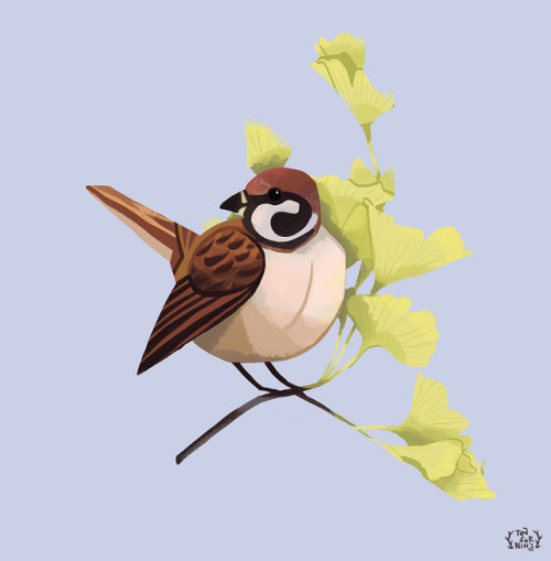 teafornina:Sparrow