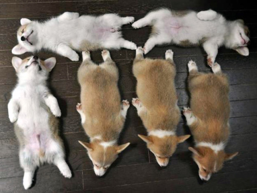 the1975obsessed:kawaii-animals-only:One corgi, two corgi, three corgi, four corgi…Save these 