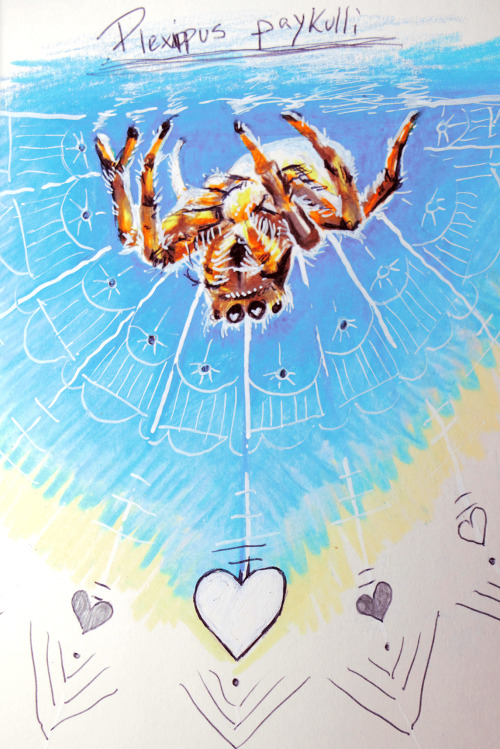 LilyBeen doing some quick spider colored pencil pieces. Timelapses are on my tiktok @danjiisthmus!