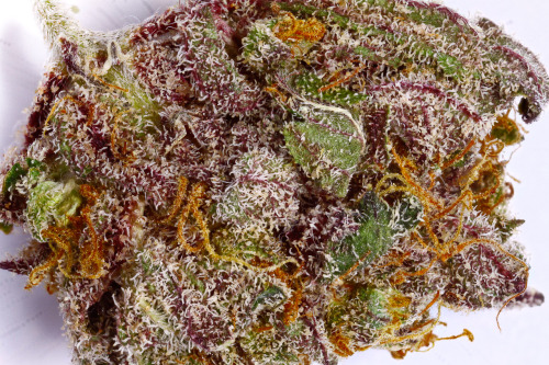 darthweeder420:  Purple Haze