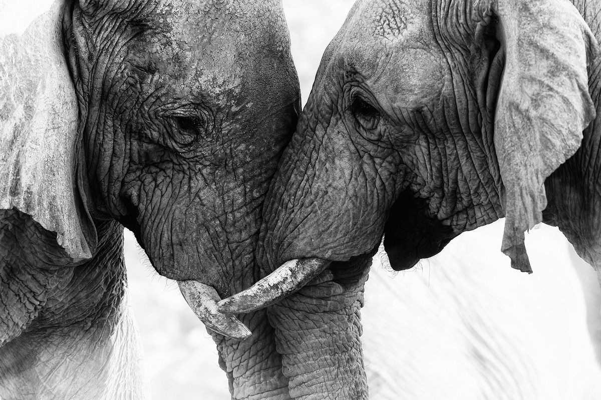 huffpostarts:  Check Out The Most Stunning Submissions In This Year’s World Photography