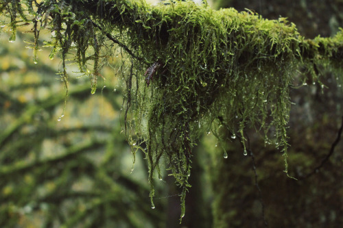 matchbox-mouse: Rain dripping of a branch covered in moss. From hiking in Vancouver.