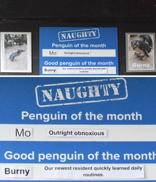 its-little-miss-muffet: catsbeaversandducks: This Aquarium Picks The Naughtiest Penguin Of The Month