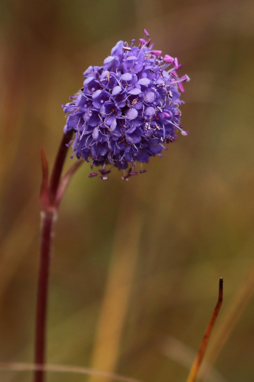 The colours and textures of Vedungsfjällen nature reserve, Dalarna, Sweden.