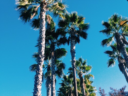 California dreamin'