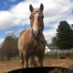 Mick is always hungry.. #nomnom #horse #instaanimal