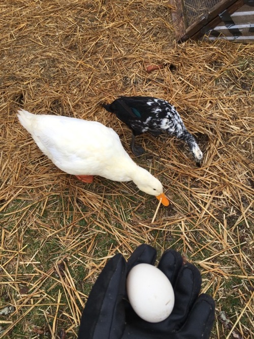 First egg of the year. Thank you, Lizzy!