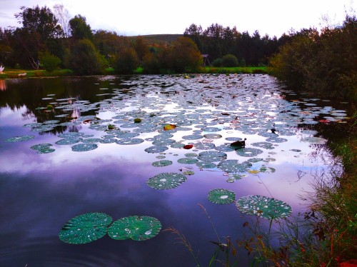 Water Lilies 