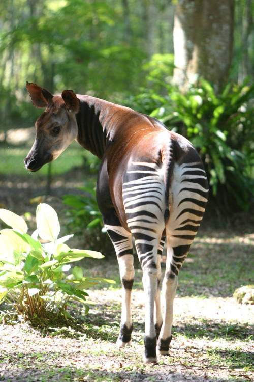 vintagecongo: Okapi Wildlife ReserveThe Okapi Wildlife Reserve occupies about one-fifth of the Ituri