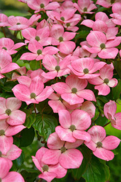 Tinnacriss:  Pink Kousa Dogwood Flowers By Perl Photography On Flickr.