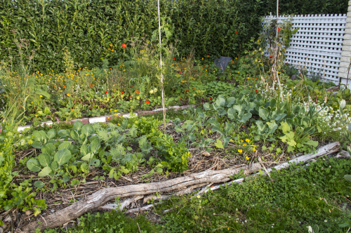 pragmaculture:  Front garden; tidied, mulched, planted and ready for winter!