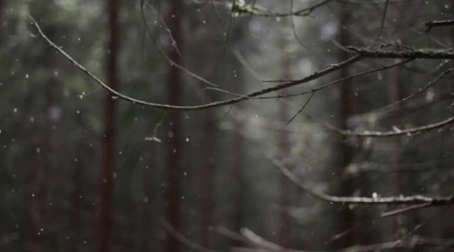Autumn Leaves, Winter Breeze