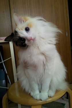 I wanttttttttt this kitty! its so prettyyyyyyyyy.