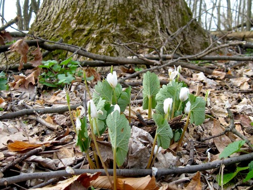 Look! Spring!