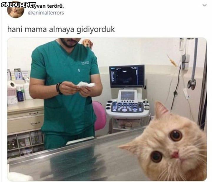 hayvan terörü,...