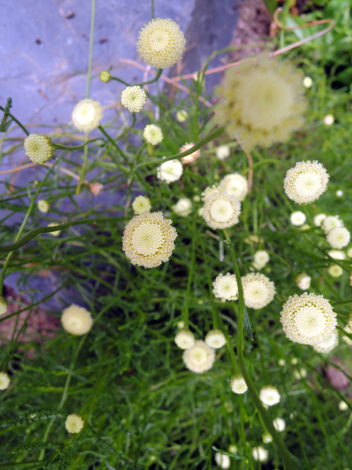 Festival des jardins 2016 / Chaumont sur Loire Photos : Fabrice CORD’HOMME