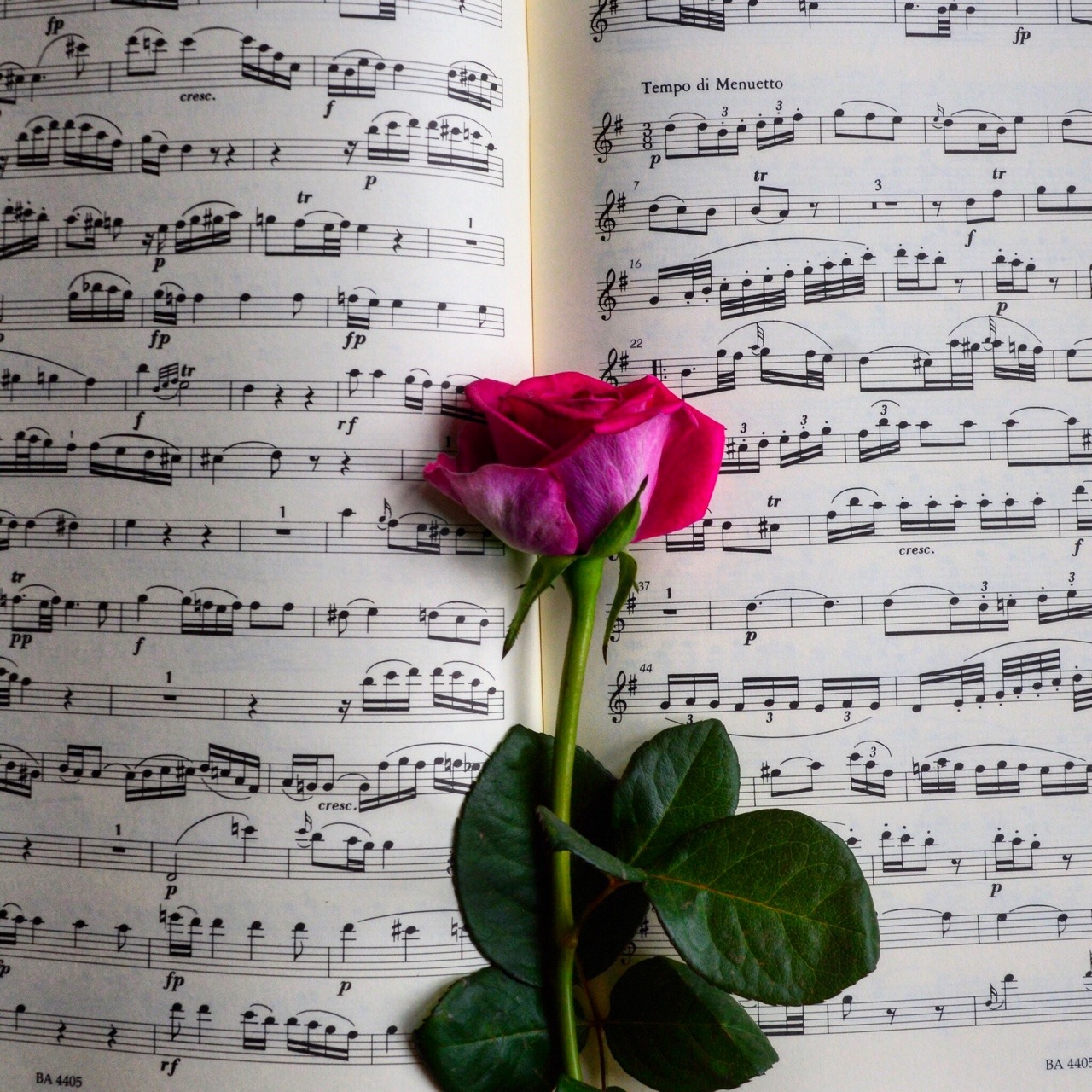 viola sheet music Tumblr