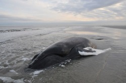 timetravelingsandwiches:  red-realities:  freedomforwhales:  What To Do If You Find A Beached CetaceanIf you are ever out by the coast and are the first to happen upon a stranded or beached whale, dolphin, or porpoise, please take these steps to ensure