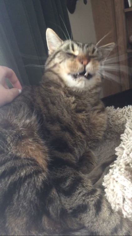 insignificant-stick: guys look I caught a bunch of pictures of my cat yawning