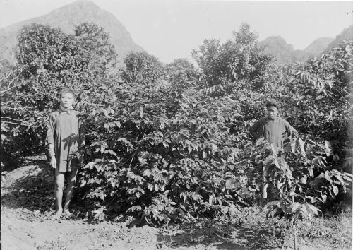 Vietnamese coffee producers near Kecheu, 1898. 