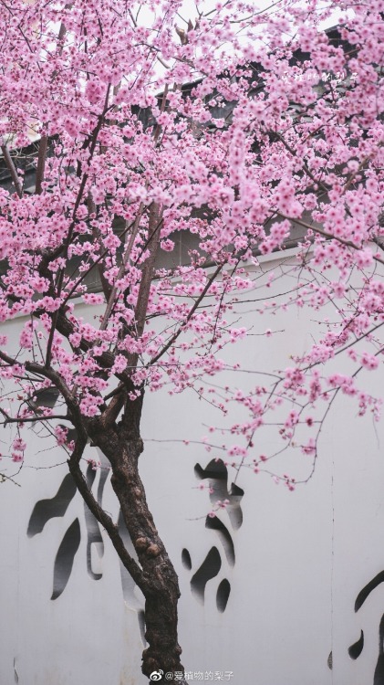 fuckyeahchinesegarden:winter blossoms in chinese garden by 爱植物的梨子