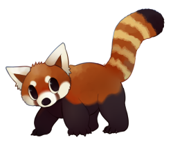 rumwik:  A little red panda! 