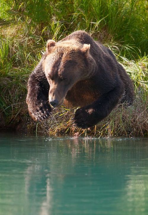 EFF YEAH BEARS porn pictures