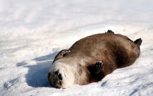 little-scribblers-heart:ainawgsd:Sunbathing Otters@ricca-raccoon