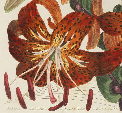 William Curtis, The botanical magazine or Flower-Garden Displayed, launched 1787. London. Shown is O