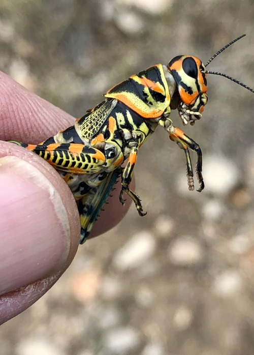 onenicebugperday:Rainbow grasshopper aka painted grasshopper aka barber pole grasshopper, Dactylotum