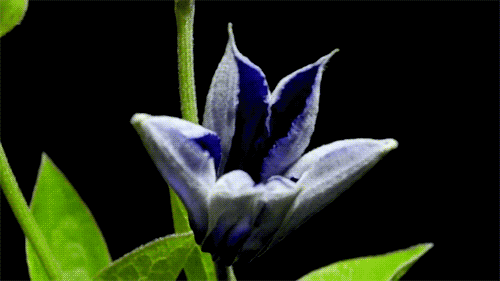 mudwerks:  (via Amazing Gifs Of Flowers Blooming | 25th Century)  ♥