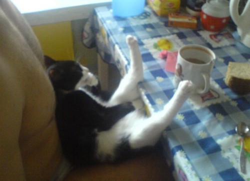 &ldquo;I Haven&rsquo;t Had My Coffe Yet&hellip; Don&rsquo;t Make Me Kill You!&rdquo;