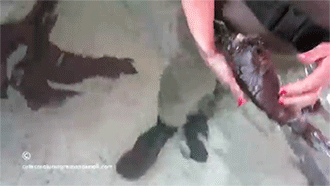 thefrogman:  [video] [h/t: sizvideos] 